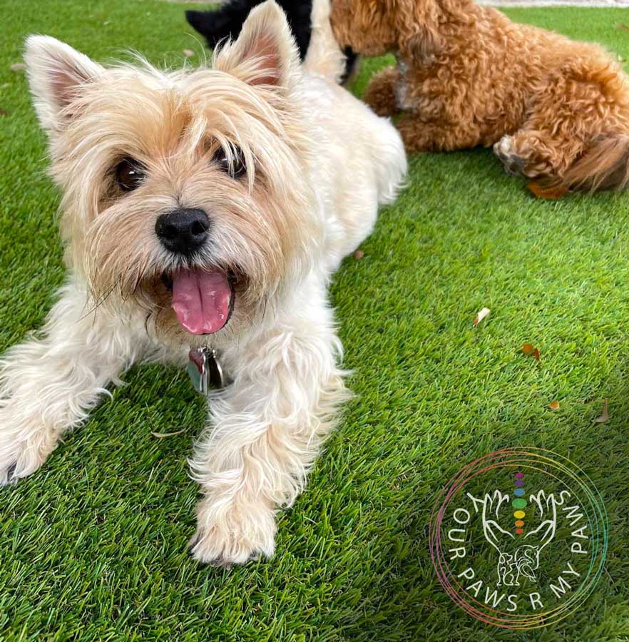 dog-retreat-yourpawsrmypaws-01