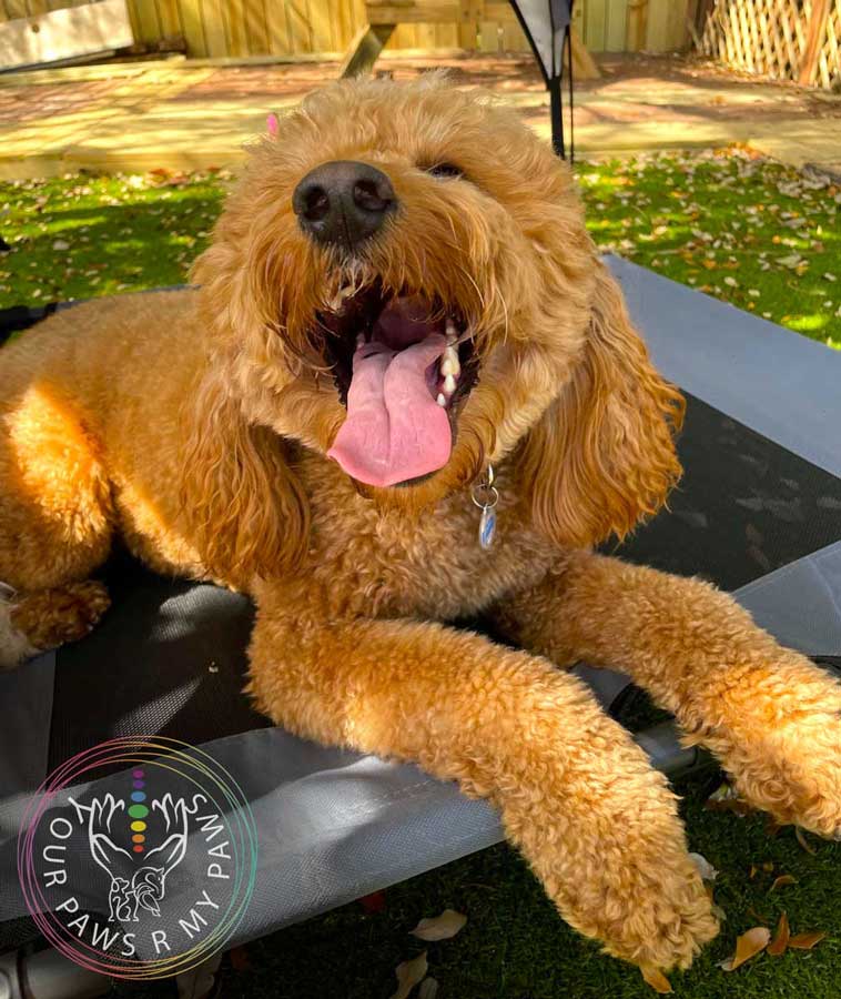 dog-retreat-yourpawsrmypaws-03