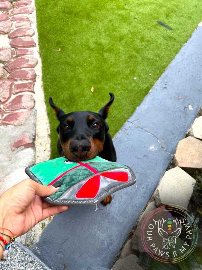 dog-retreat-yourpawsrmypaws-04