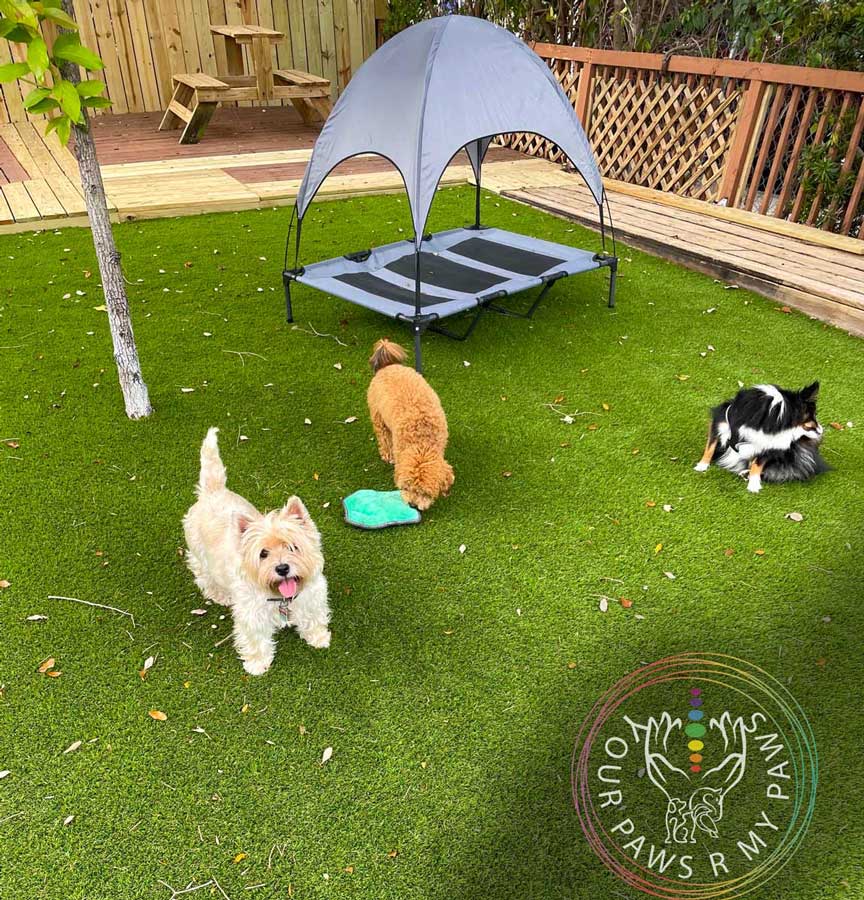 dog-retreat-yourpawsrmypaws-05