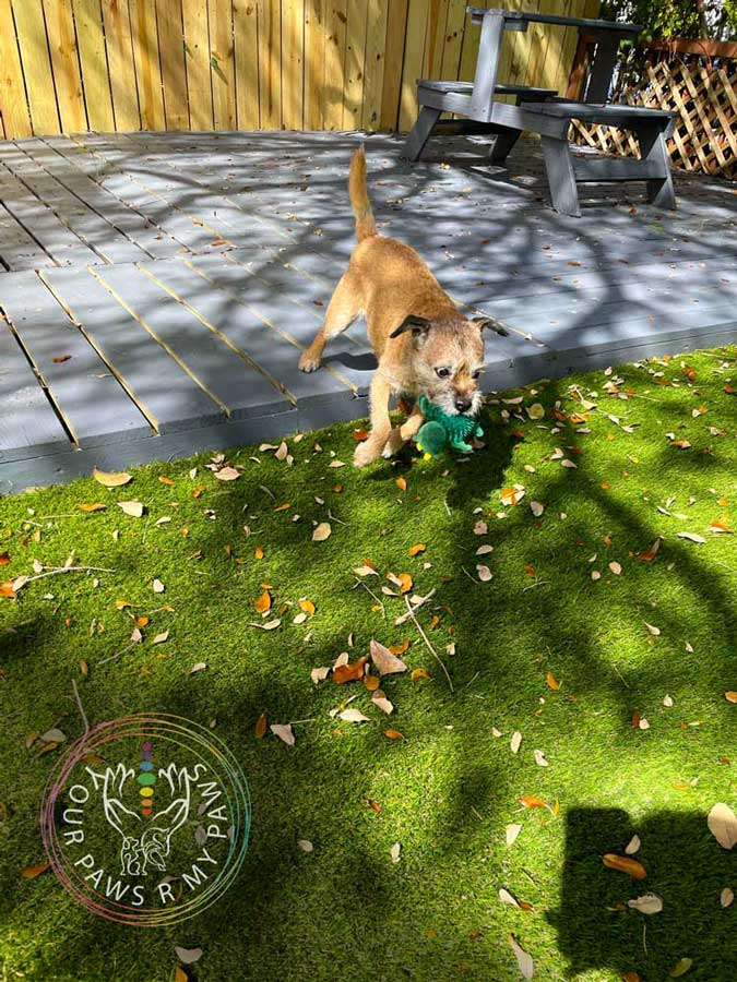 dog-retreat-yourpawsrmypaws-06