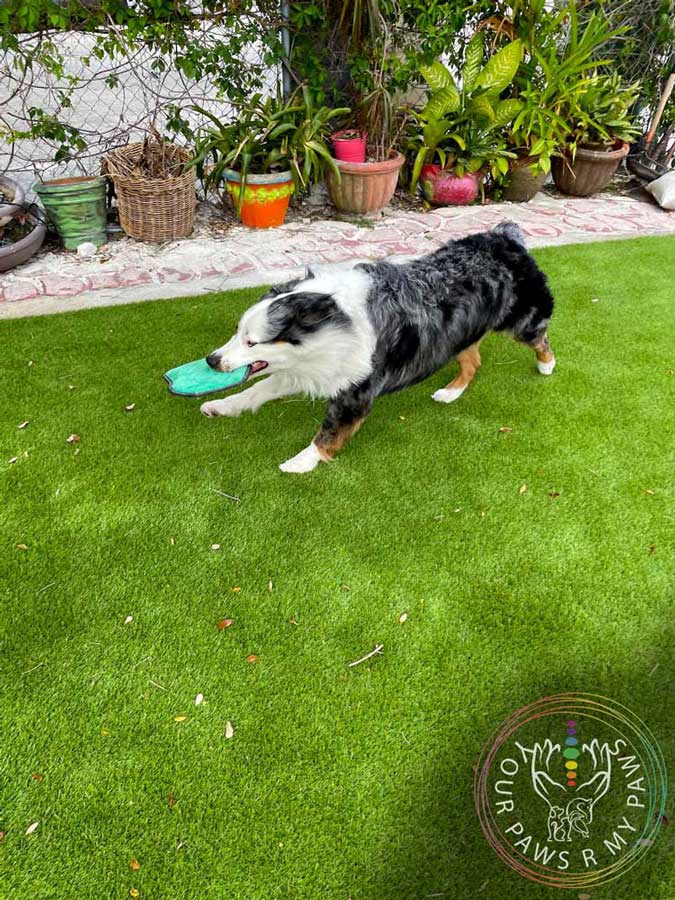 dog-retreat-yourpawsrmypaws-07