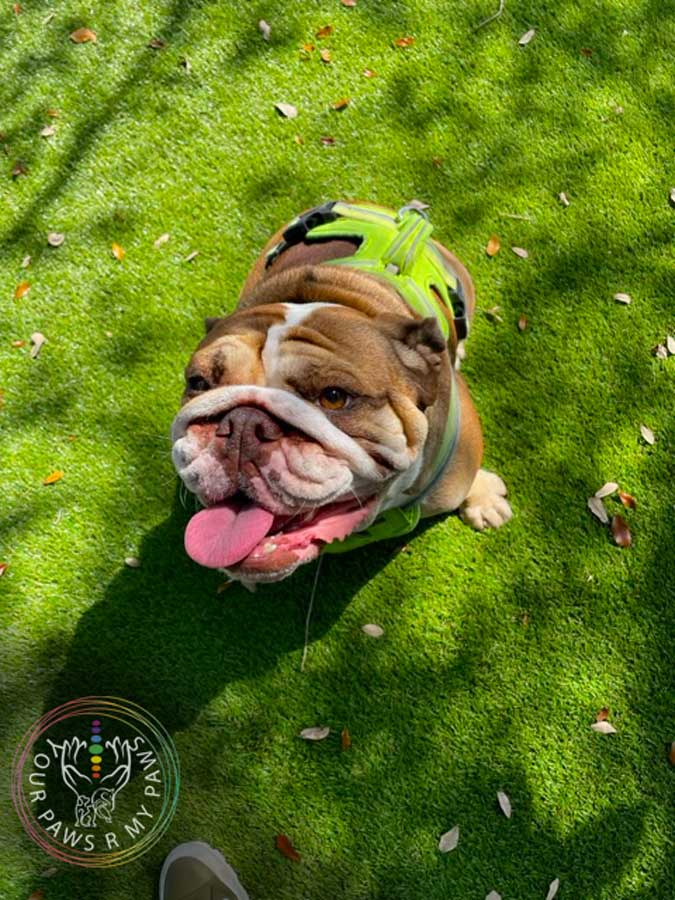 dog-retreat-yourpawsrmypaws-08