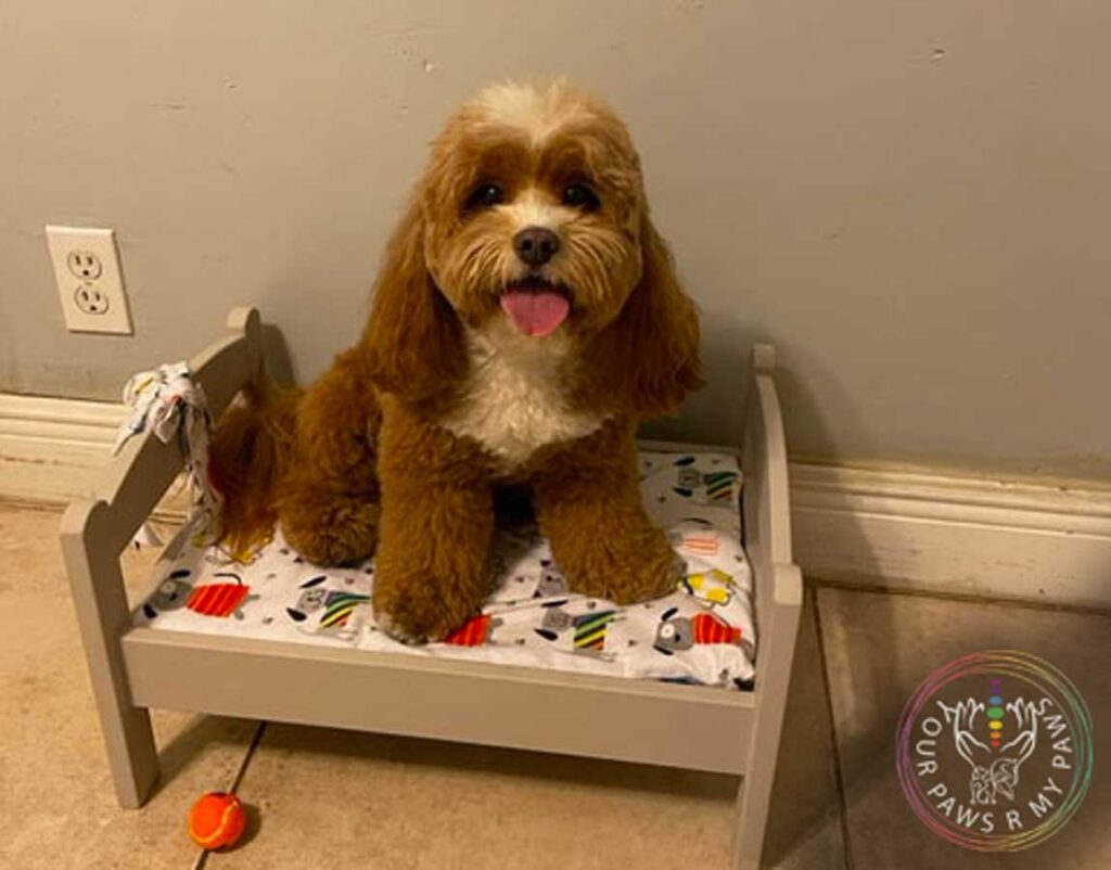 dog-retreat-yourpawsrmypaws-10