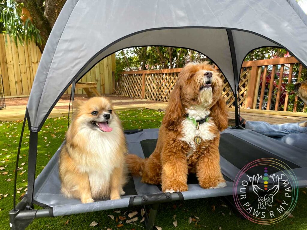 lounging-at-the-pet-retreat-yourpawsrmypaws